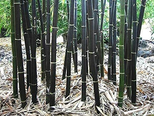 Black Bamboo Seeds - 150 Count - Rare Variety - Phyllostachys Nigra
