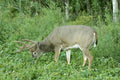 Deer Food Plots Seeds - Peas and Oats Cover Crop - Fast Growing, Spring Planting, Ideal for Wildlife Habitat