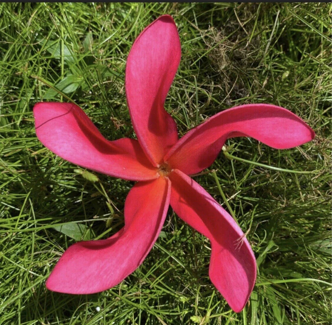 Rooted Plumeria Plant Cutting - Cosmos Variety - 20" with 1 Tip - Frangipani (Plumeria)