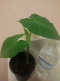 Giant Elephant Ear Live Plant in Pot - Alocasia macrorrhiza - Tropical Indoor Outdoor Foliage
