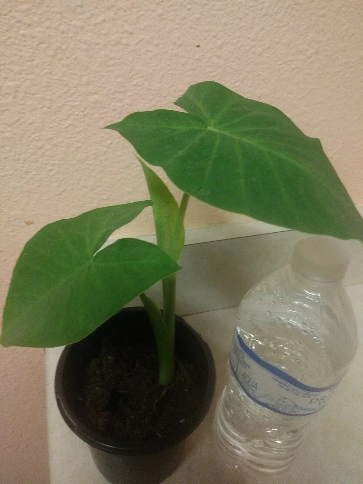 Giant Elephant Ear Live Plant in Pot - Alocasia macrorrhiza - Tropical Indoor Outdoor Foliage