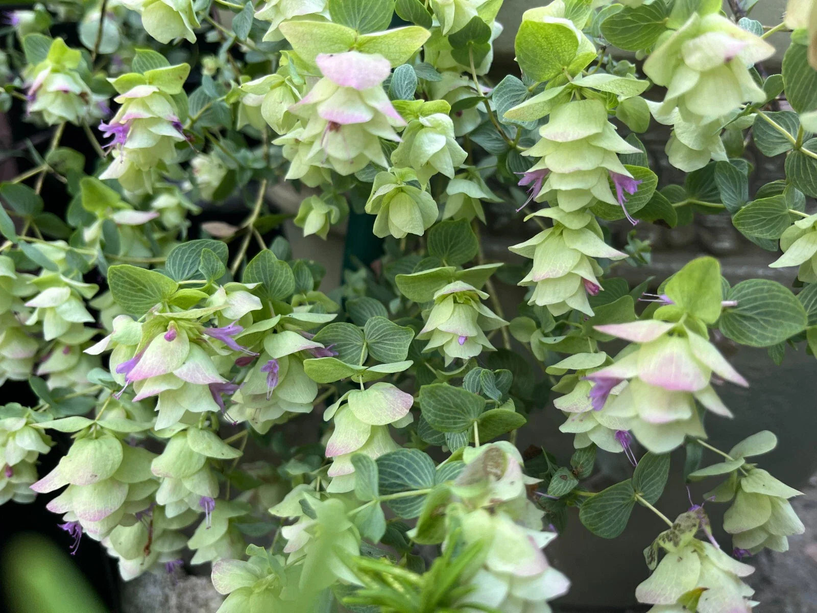 Ornamental Cascade Oregano Plant, Well-rooted Plug, Origanum Kent Beauty, Unique Ground Cover Herb