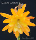 Epiphyllum 'Morning Sunshine' Small Rooted Cutting - Rare Orchid Cactus, Tropical Houseplant, Vibrant Yellow Blooms