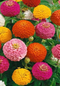 100+ Seeds Lilliput Zinnia Mix, Non-GMO, Colorful Blossoms, Zinnia elegans