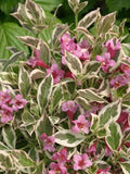 Variegated Weigela Shrub 4' in Pot 6-12'' Height - Weigela florida 'Variegata' with Creamy White-Variegated Leaves & Pink Flowers