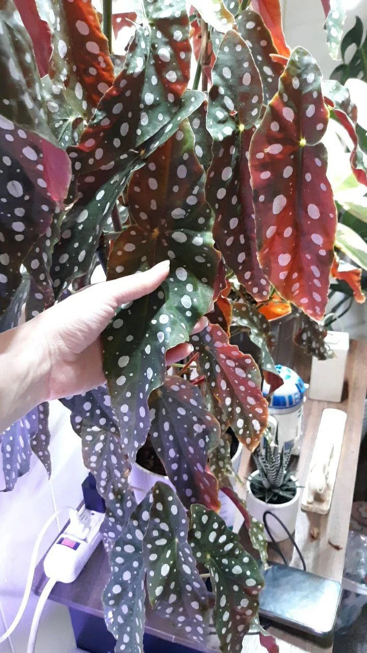 Polka Dot Begonia Live Rooted Cuttings - 2 Large Cuttings of Begonia Maculata - Rare Indoor Plant