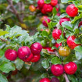 Barbados Cherry Tree Starter Plant - Edible Fruit, Malpighia Emarginata - Live Plant for Home Garden