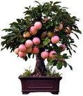 Dwarf Bonsai Apple Tree Seeds - 50 Seeds - Indoor Fruit Bonsai - Malus pumila