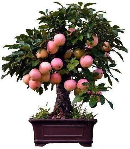 Dwarf Bonsai Apple Tree Seeds - 50 Seeds - Indoor Fruit Bonsai - Malus pumila
