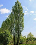 Lombardy Poplar Trees Live Cuttings 20 Pack Rare Unique Privacy Tree Populus nigra