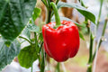 Sweet Red Girl Bell Pepper Seeds - 100 Count - Capsicum annuum - Non-California Sale