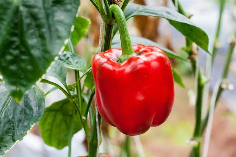 Sweet Red Girl Bell Pepper Seeds - 100 Count - Capsicum annuum - Non-California Sale