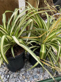 Variegated Spider Plant - 6 Inch Pot - Chlorophytum comosum - Mature Plants with Offsets - Ships Without Pot from PA