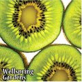 Vincent Female Kiwi Plant - 3-inch Live Plant - Actinidia chinensis - Hardy Variety for Home Garden