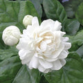 Grand Duke of Tuscany Jasmine Plant - Small Rooted Starter - Jasminum Sambac - Fragrant Flowering Indoor Plant