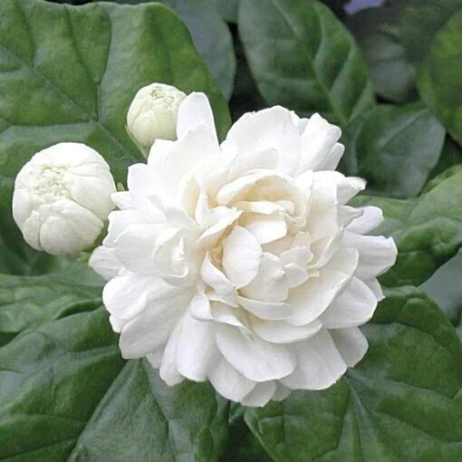 Grand Duke of Tuscany Jasmine Plant - Small Rooted Starter - Jasminum Sambac - Fragrant Flowering Indoor Plant