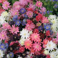 Columbine Seeds - Tall Double Mix - Non-GMO Perennial Spring Flowers - Aquilegia spp - 200 Count
