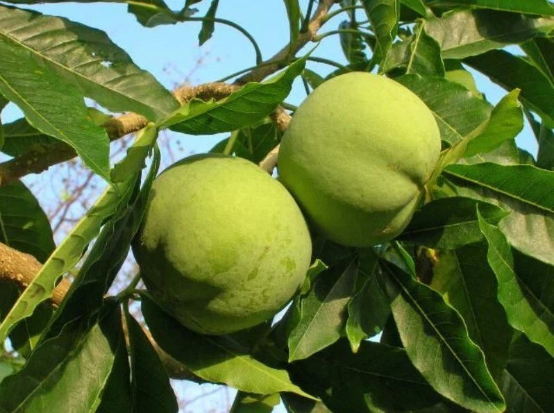 White Sapote Seedling Tree 8-10in Tall Live Casimiroa Edulis Subtropical Fruit Plant