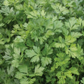 Italian Giant Parsley Seeds - Non-GMO Heirloom Variety - Petroselinum crispum - Tracking Included