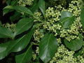 Wintercreeper Cuttings Set of 12, Unrooted, Perennial Ground Cover, Euonymus fortunei, Easy to Root, Green Vines