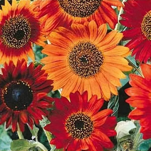 Sunflower Seeds 50+ Heirloom Annual Cut Flower NON-GMO, Earthwalker Variation, USA Grown