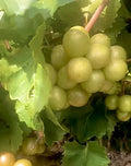 Organic Muscadine Grape Cuttings - 6 Fresh Unrooted Cuttings, 6” Long, Scuppernong Variety - Vitis rotundifolia