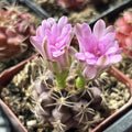 Gymnocalycium Friedrichii Cactus Plant, Fully Rooted 2 in, Succulent Houseplant, Easy Care Indoor Cactus