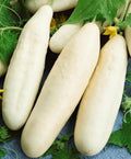 White Wonder Cucumber Seeds 50+ Heirloom NON-GMO Vegetable Garden Seeds for Home Gardening, Cucumis sativus