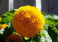 Teddy Bear Sunflower Seeds | 20 Pack | Exotic Garden Flower | Helianthus annuus