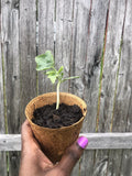 Sugar Baby Watermelon Seedling Live Plant - Citrullus lanatus - Sweet Variety for Home Garden