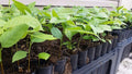Pawpaw Tree Seedling - Live Asimina Triloba - 1 Per Order - No Shipping to California