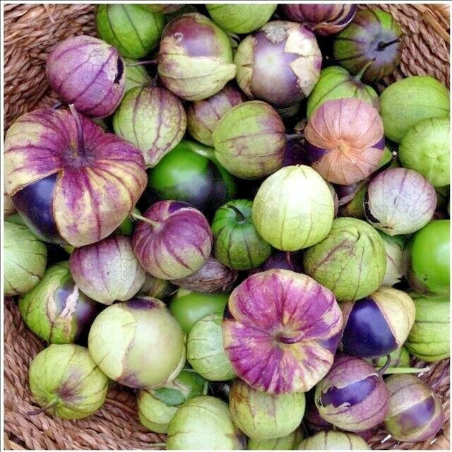 Organic Purple De Milpa Tomatillo Seeds - 50+ Count for Summer Vegetable Garden - Easy Container Growing