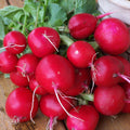 Champion Radish Seeds 250 Ct Heirloom NON-GMO Vegetable Garden Seeds Raphanus sativus