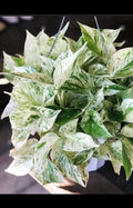 Marble Pothos Cuttings - 4 Pack - Epipremnum aureum - Unique Variations Included