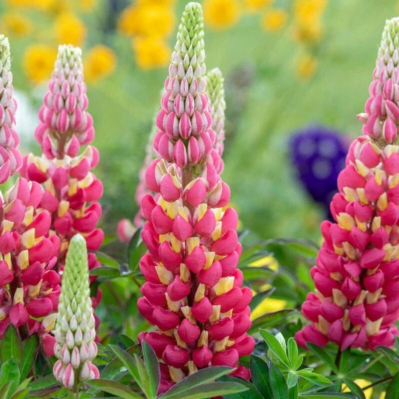 Tequila Flame Lupine Seeds - 25 Perennial Flower Seeds, Hardy Variety, Lupinus excubitus, US Seller