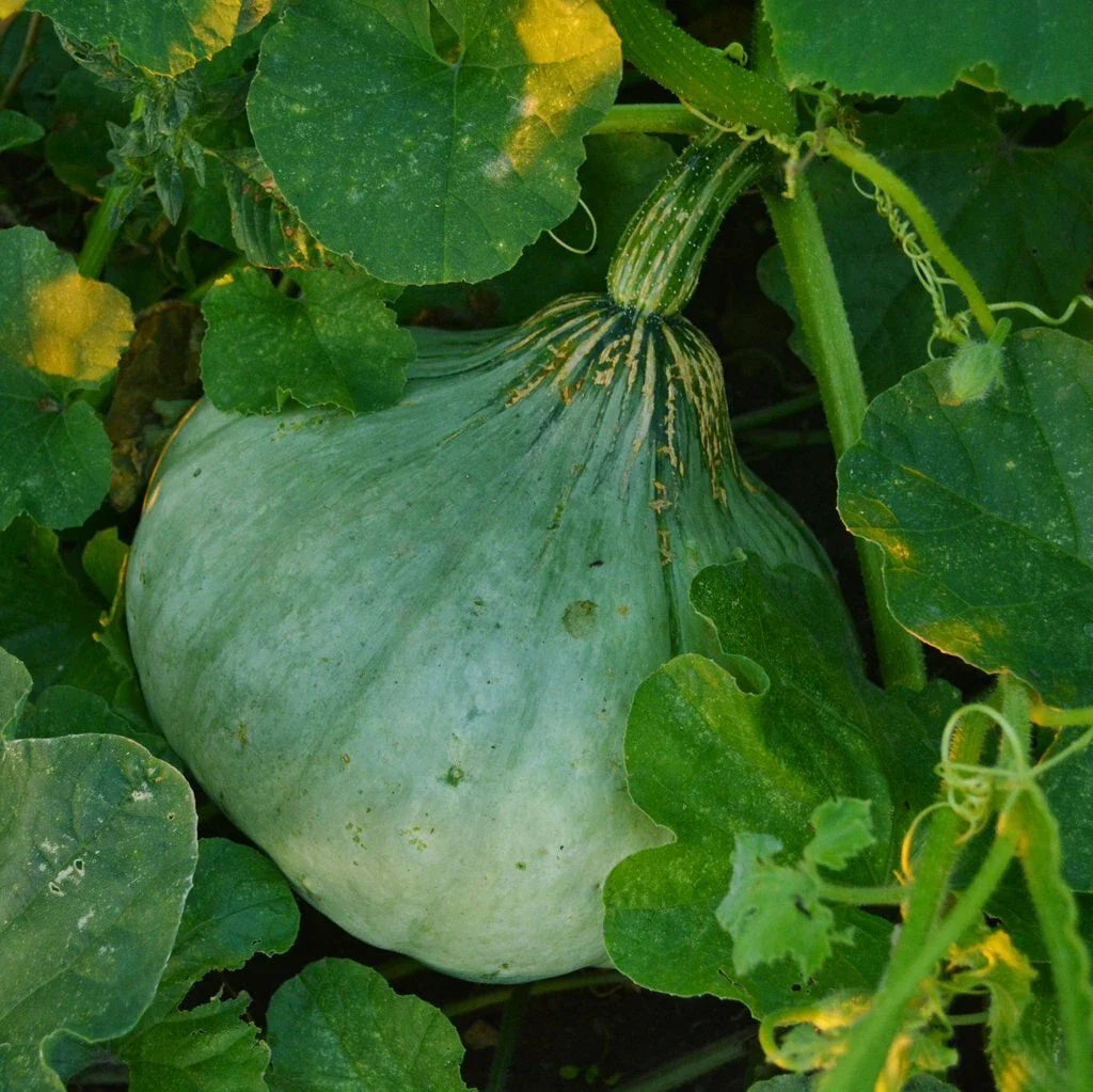 Sweet Meat Winter Squash Seeds, NON-GMO, Pumpkin Pie Variety, Cucurbita maxima, Heirloom Seeds, Garden Planting