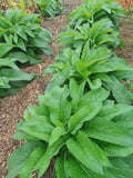 Live Root Cuttings - Bocking 14 Russian Comfrey Rhizomes (10 Pack) - Herbal Plant for Garden & Medicinal Use