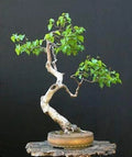 Bonsai Tree Seeds - White Paper Birch - 100+ Seeds - Betula papyrifera - USA Grown