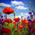Hyssop & Red Corn Poppy Seed Mix - 600 Non-GMO Seeds for Red and Blue Summer Blooms - Hyssopus officinalis & Papaver rhoeas
