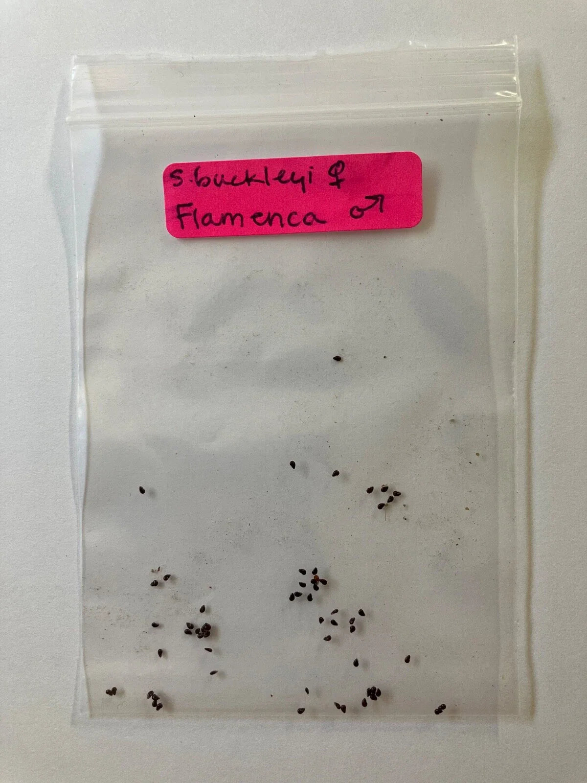 S. Buckleyi x Flamenca Seeds - Rare Hybrid Flower Seeds - Unique Color Variety - High Germination Rate
