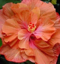 Double Orange Pink Hibiscus Seeds - 20 Perennial Flower Seeds - Hibiscus rosa-sinensis