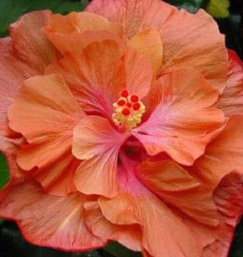 Double Orange Pink Hibiscus Seeds - 20 Perennial Flower Seeds - Hibiscus rosa-sinensis