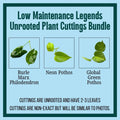 Unrooted Plant Cuttings - 3 Pack - Burle Marx Philodendron, Neon Pothos, Marble Queen - Philodendron, Epipremnum aureum
