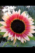 Sunflower Seeds - 20 Count - Strawberry Blonde, Pink - Helianthus Annuus