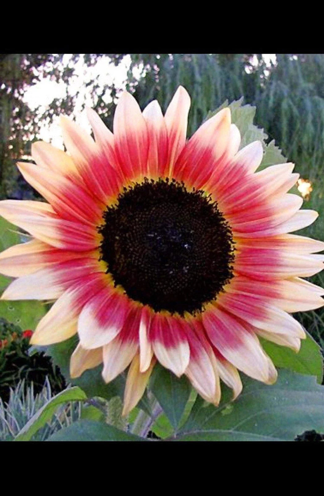Sunflower Seeds - 20 Count - Strawberry Blonde, Pink - Helianthus Annuus