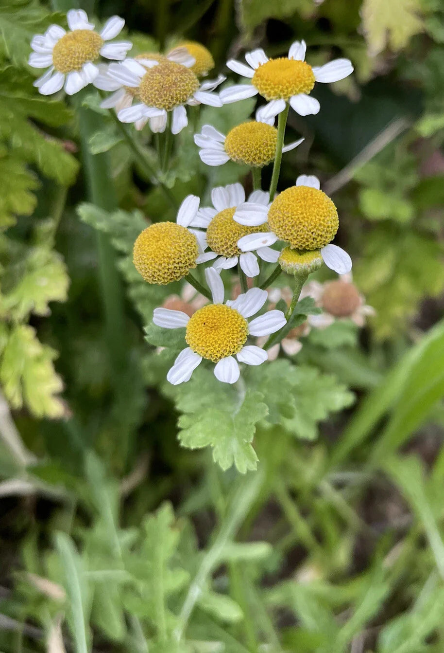Feverfew Bareroot Plant - Tanacetum parthenium - Medicinal Herb for Natural Remedies