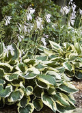 Patriot Variegated Hosta Root Plant - Ready to Plant - Hosta 'Patriot'