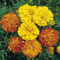 French Marigold Seeds Bonita Mix Dwarf Heirloom Non-GMO 200 Seeds - Tagetes patula
