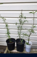 Dixieland Peach Tree Live Plant - Well Rooted - Prunus persica - Fruit Tree for Home Garden