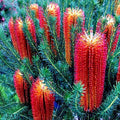 Lantern Fireworks Tree Seeds - 10 Pack, Banksia ericifolia "Little Eric", Rare Flowering Seeds